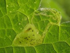 Amauromyza morionella