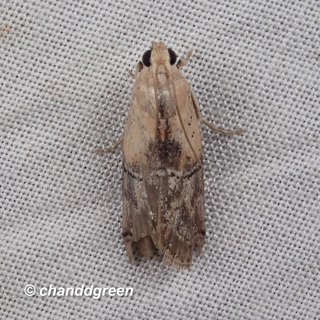 Nephopterix ochribasalis