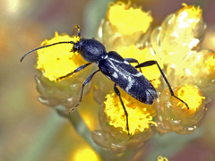 Chlorophorus sartor