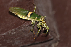 Creobroter meleagris