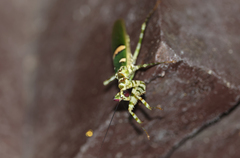 Creobroter meleagris
