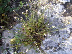 Asperula supina caespitans