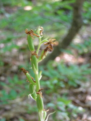 Orchis pallens