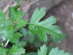 Crataegus stevenii