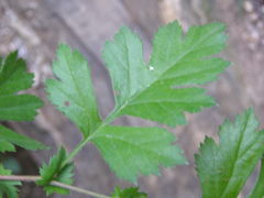 Crataegus stevenii