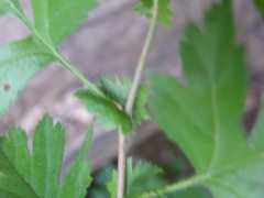 Crataegus stevenii