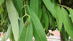 Myrmaplata plataleoides
