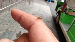 Myrmaplata plataleoides