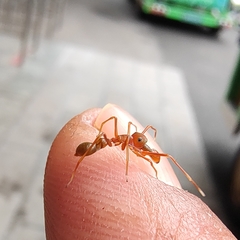 Myrmaplata plataleoides
