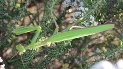 Paramantis sacra