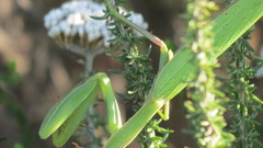 Paramantis sacra