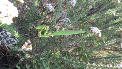Paramantis sacra