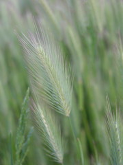 Hordeum geniculatum