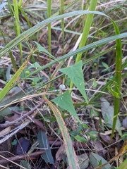 Zehneria cunninghamii