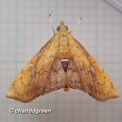 Hyalobathra micralis