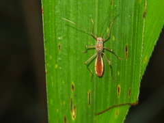 Phaenacantha bicolor