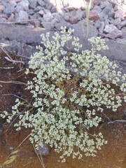 Scleranthus perennis