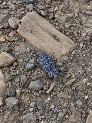 Chalcophora angulicollis