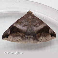 Bastilla amygdalis