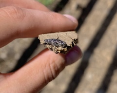 Chalcophora angulicollis