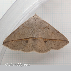 Ugia insuspecta
