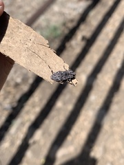 Chalcophora angulicollis