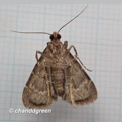 Hydrillodes nilgirialis