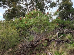 Banksia menziesii