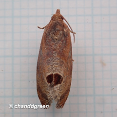 Cryptophlebia ombrodelta