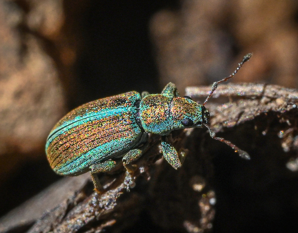 Weevil
