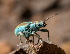 Pachyrhinus elegans