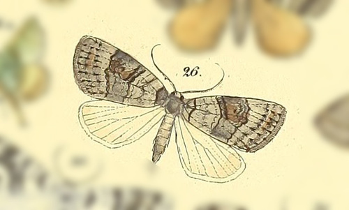 Isosauris cymatophora