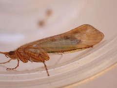 Limnephilus flavicornis