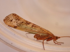 Limnephilus marmoratus