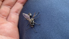 Sphecidae