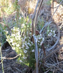 Erica subdivaricata