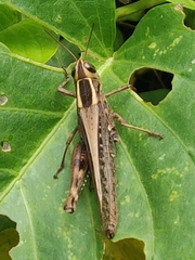 Eyprepocnemis plorans