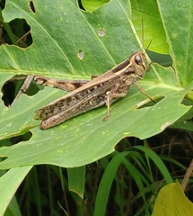 Eyprepocnemis plorans