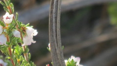 Erica subdivaricata