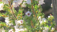 Erica subdivaricata