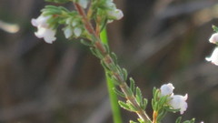 Erica subdivaricata