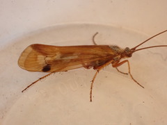 Limnephilus binotatus