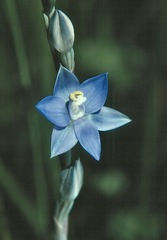 Thelymitra lucida