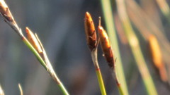 Restio quinquefarius