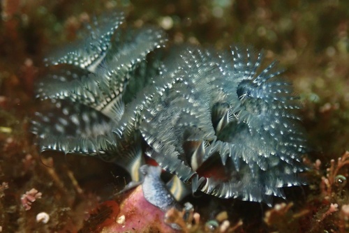 California Christmas Tree Worm