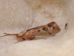 Limnephilus marmoratus