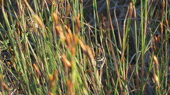 Restio quinquefarius