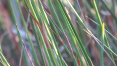 Restio quinquefarius