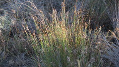 Restio quinquefarius