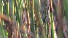 Restio quinquefarius